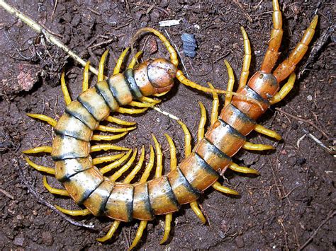 歐洲蜈蚣|centipedes articles